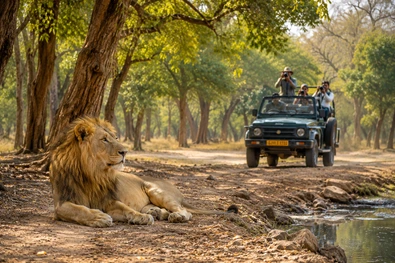 Wildlife of Gujarat — Gir Safari